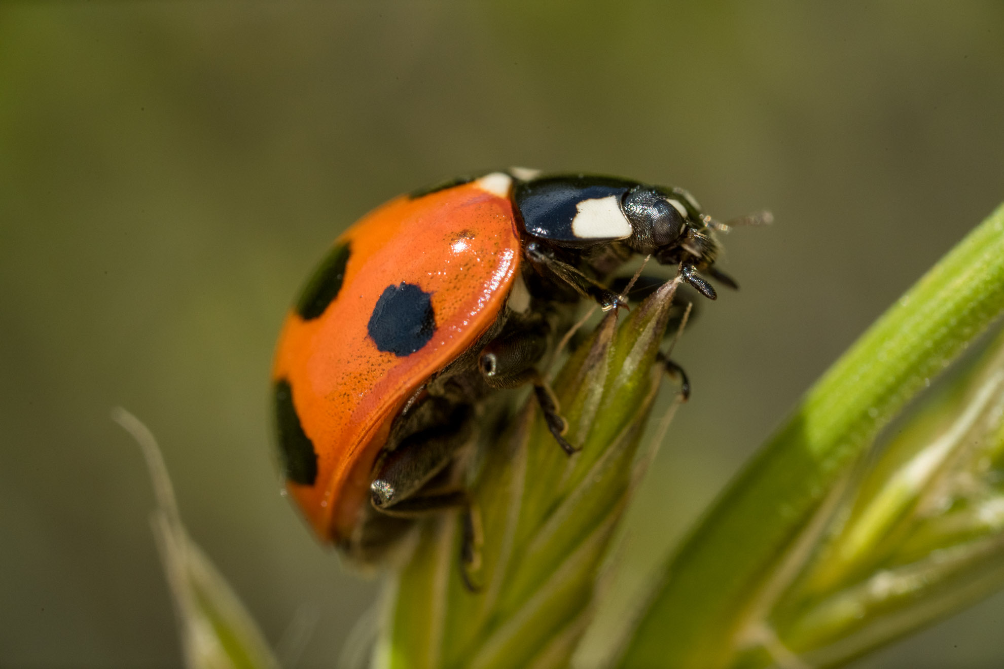 てんとう虫 ナナホシテントウ やはりかわいい こひにく堂写真館