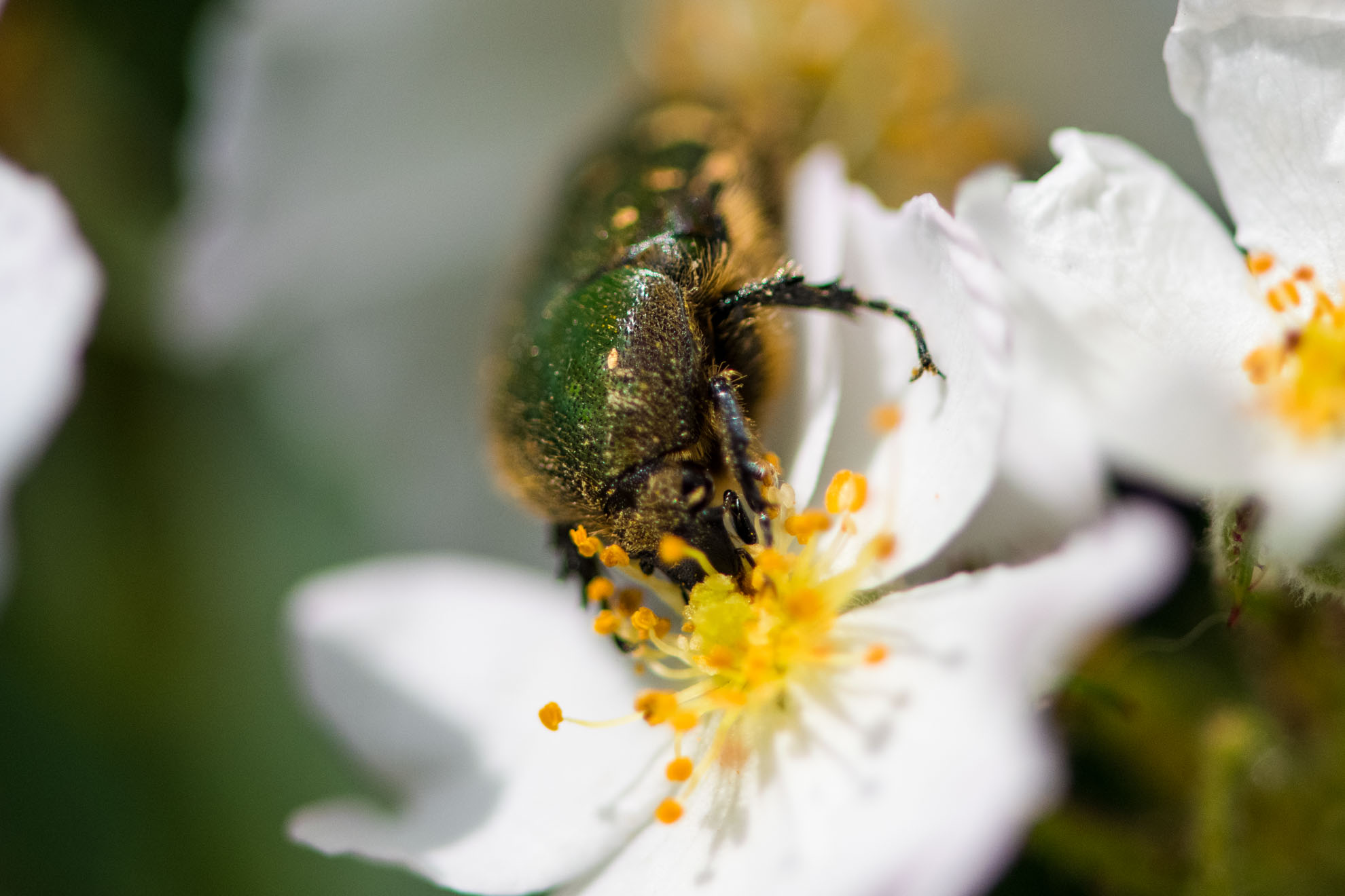 花粉を食するコアオハナムグリ