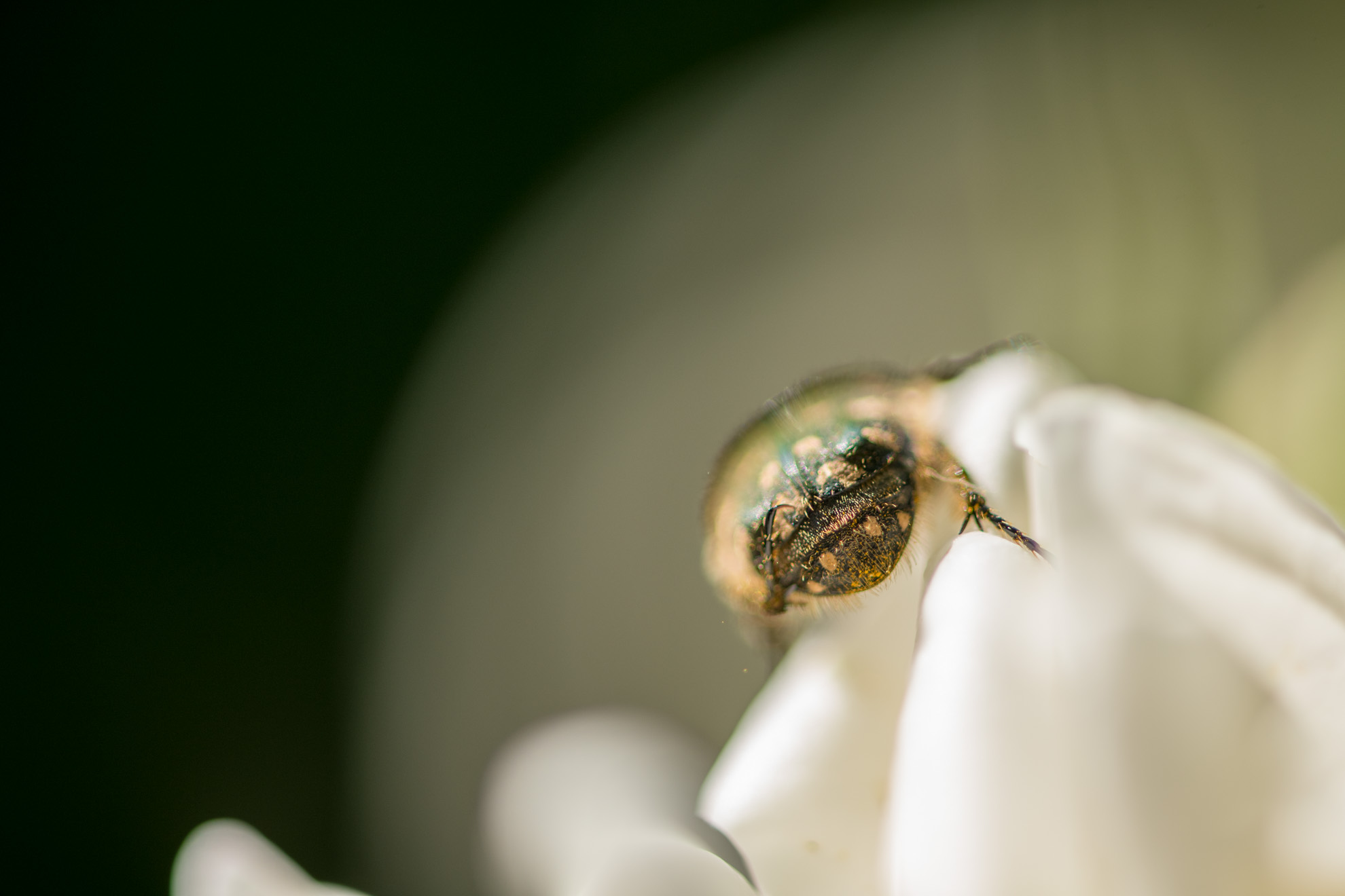 花粉に頭から突っ込むコアオハナムグリ