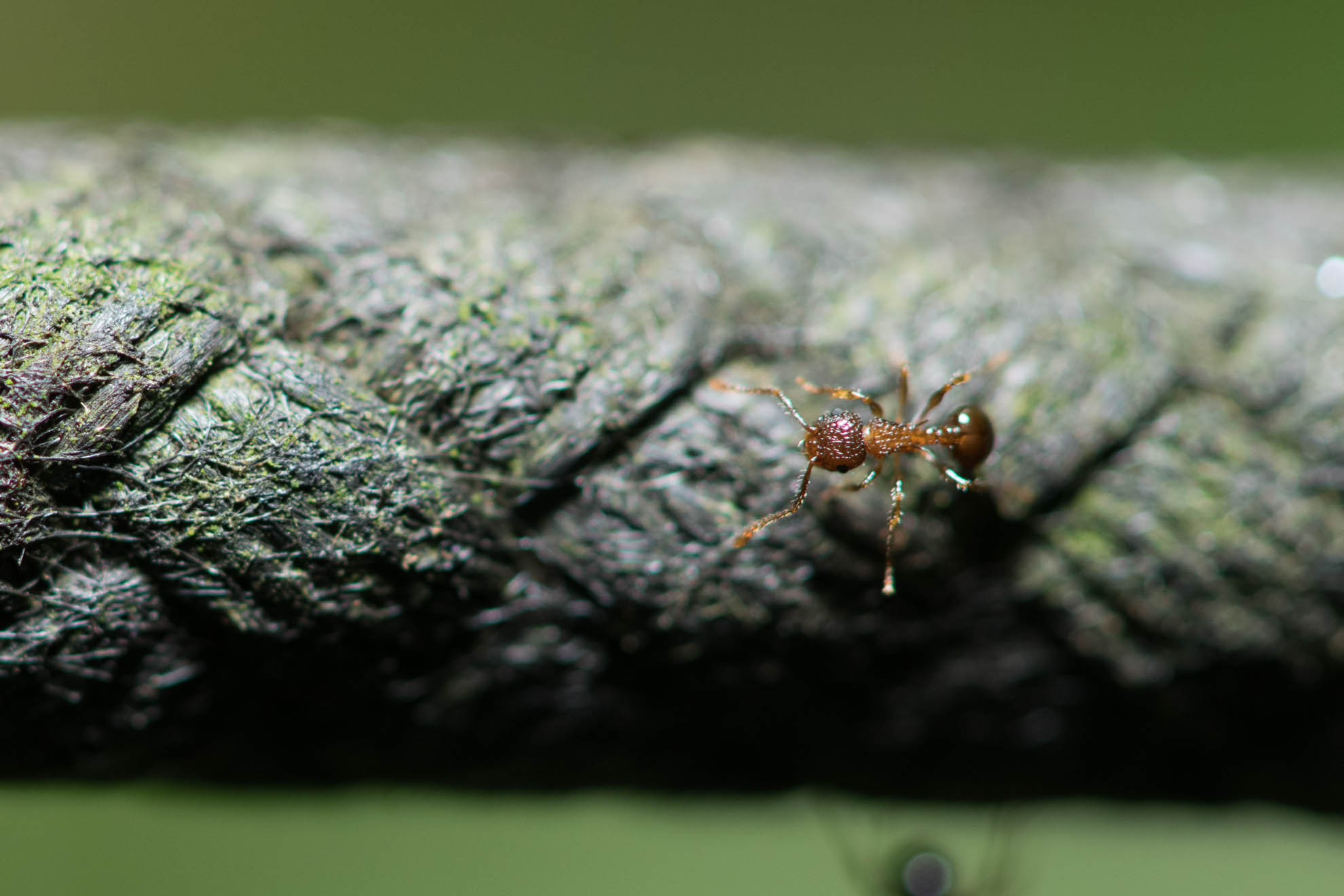 ロープを渡る蟻
