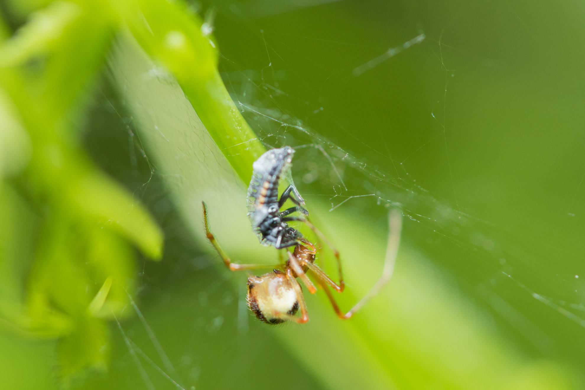 テントウムシの幼虫を捕食中の蜘蛛