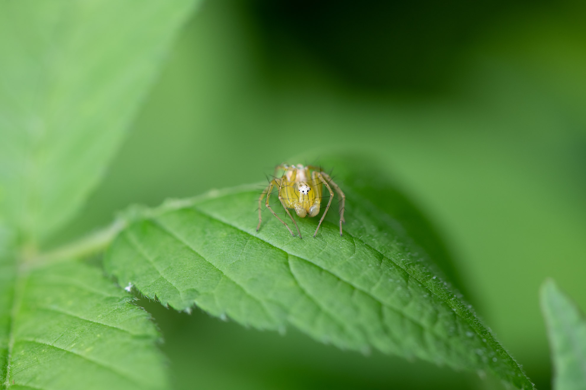 緑色の蜘蛛のササグモ