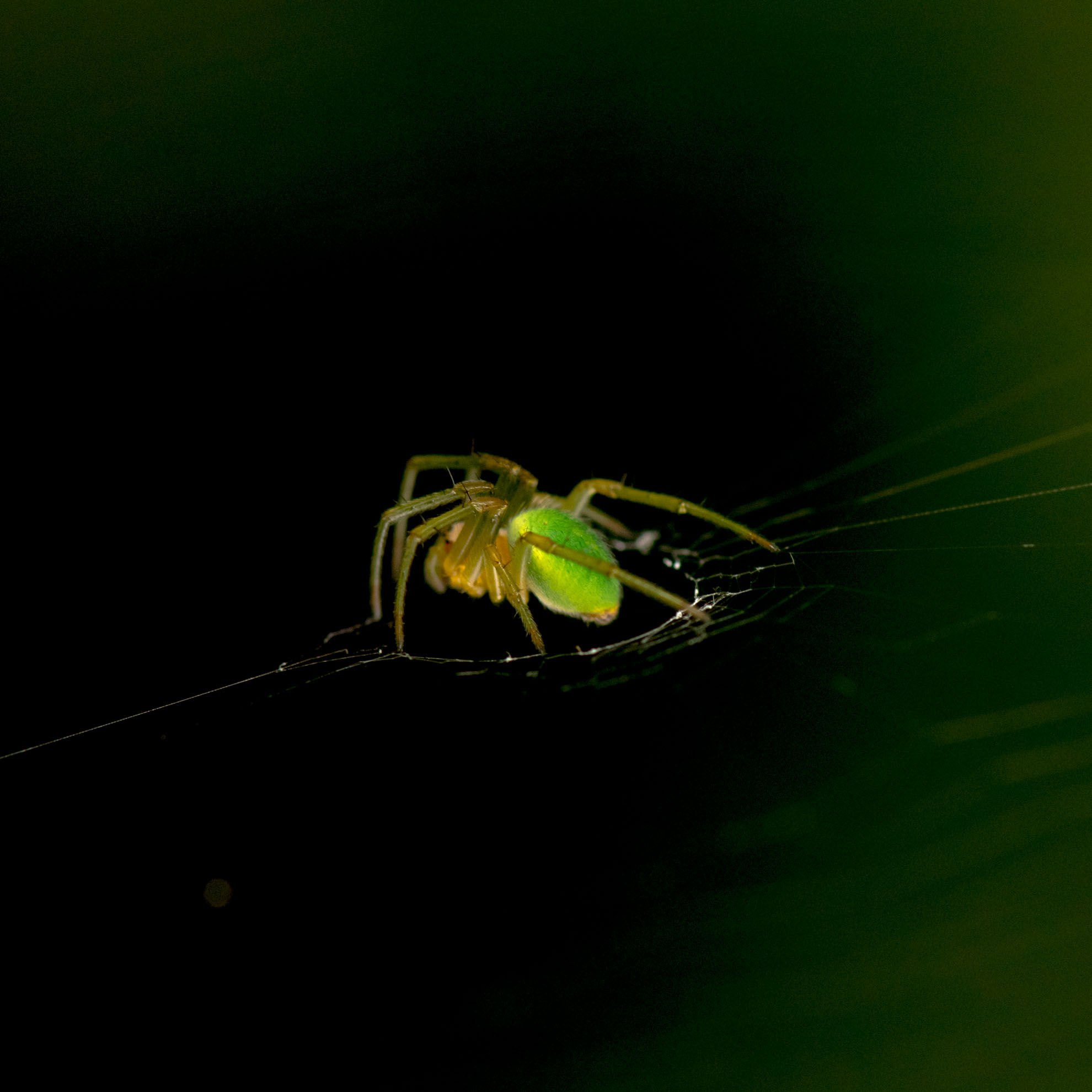 緑色の蜘蛛のサツマノミノダマシ
