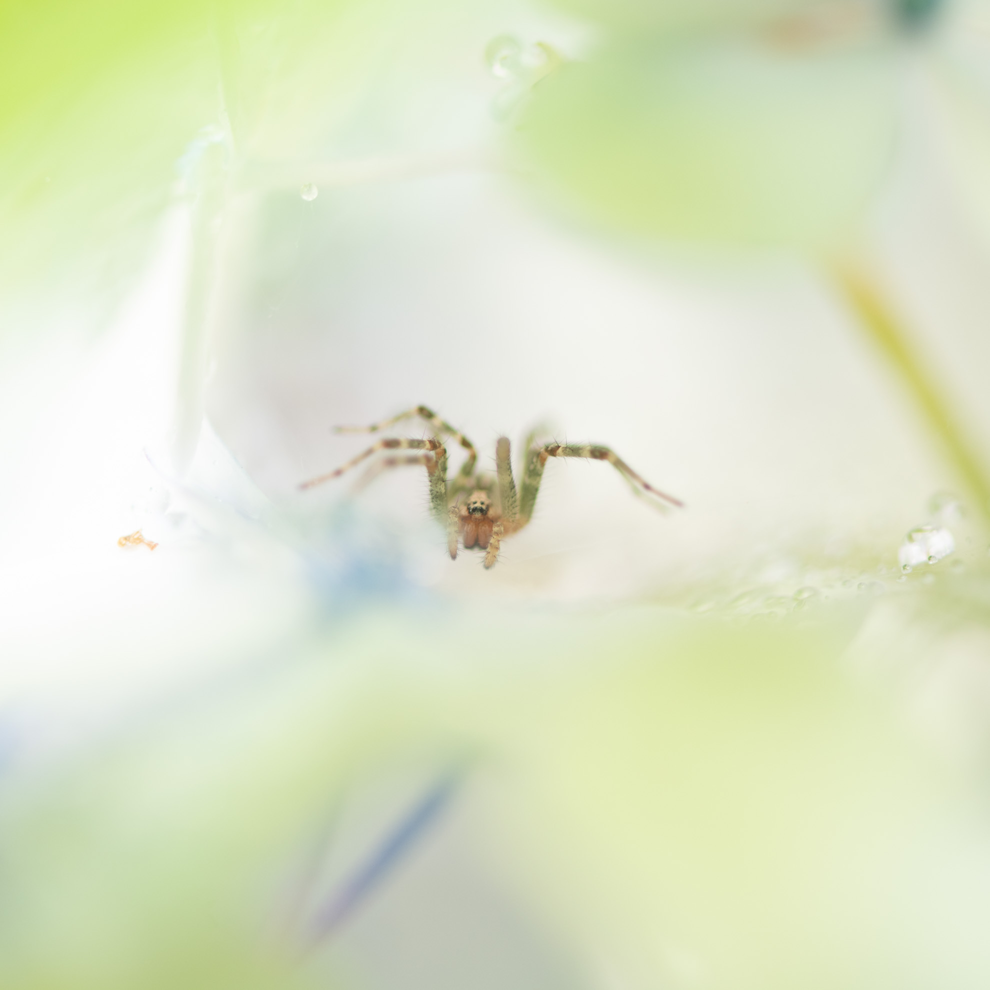 白い花と蜘蛛