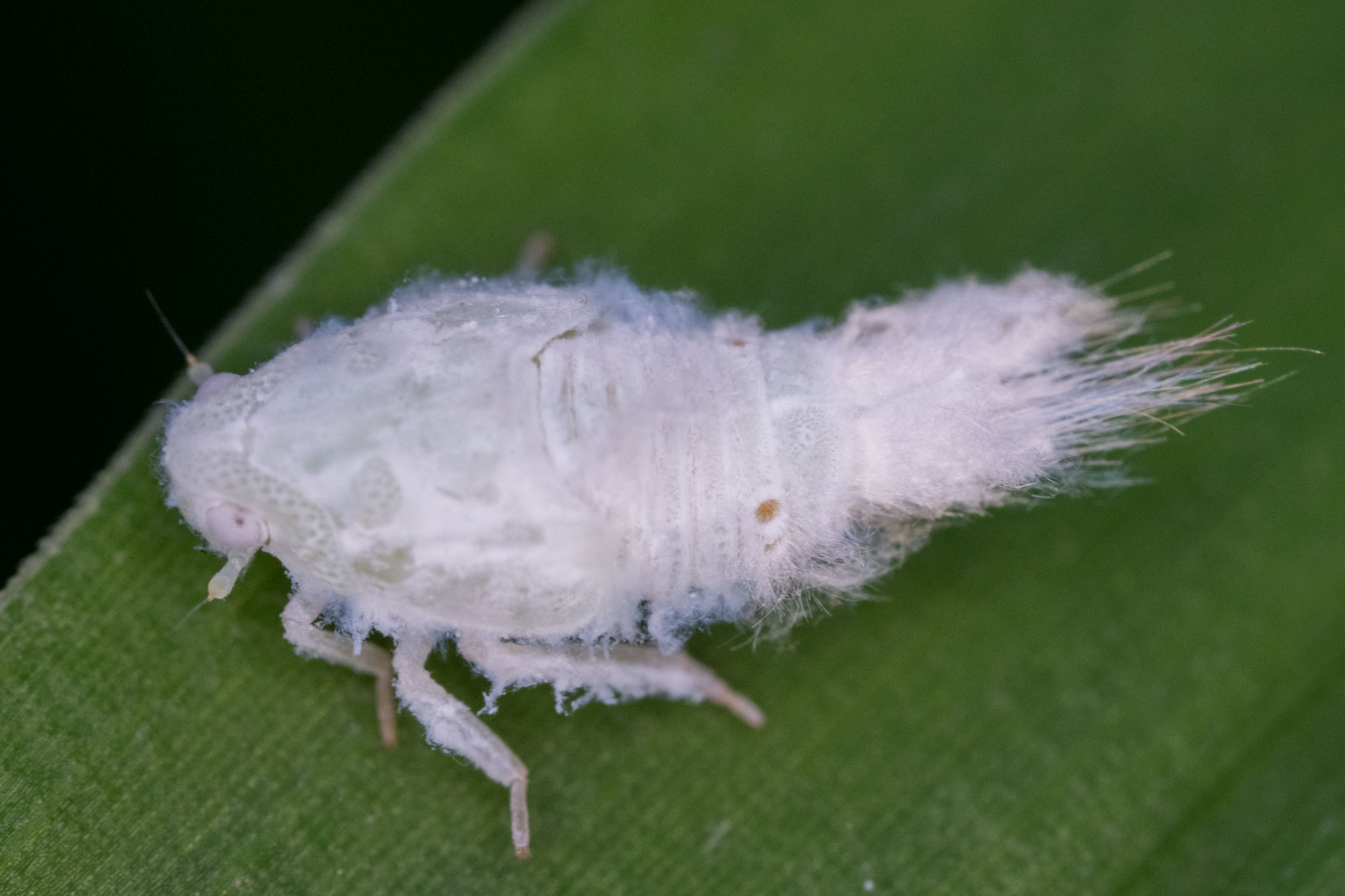 白いもふもふのハゴロモの幼虫