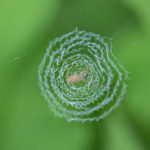丸い蜘蛛の巣