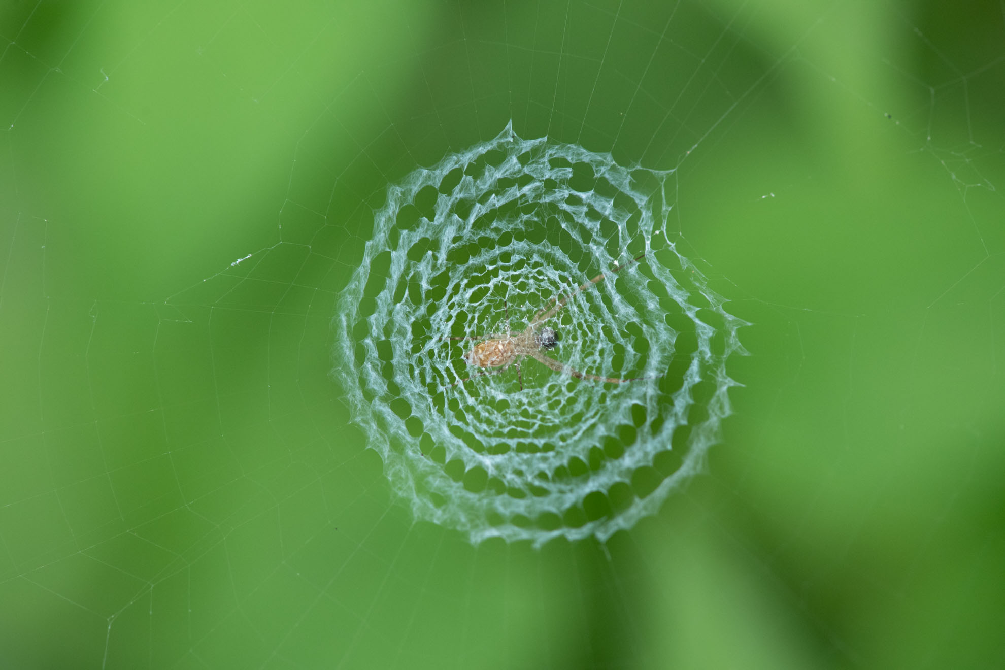 丸い蜘蛛の巣