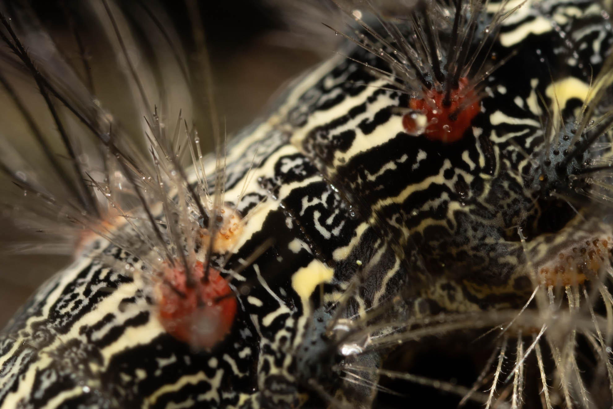 光が丘公園の危険な虫・昆虫・いもむしのヨツボシホソバの幼虫