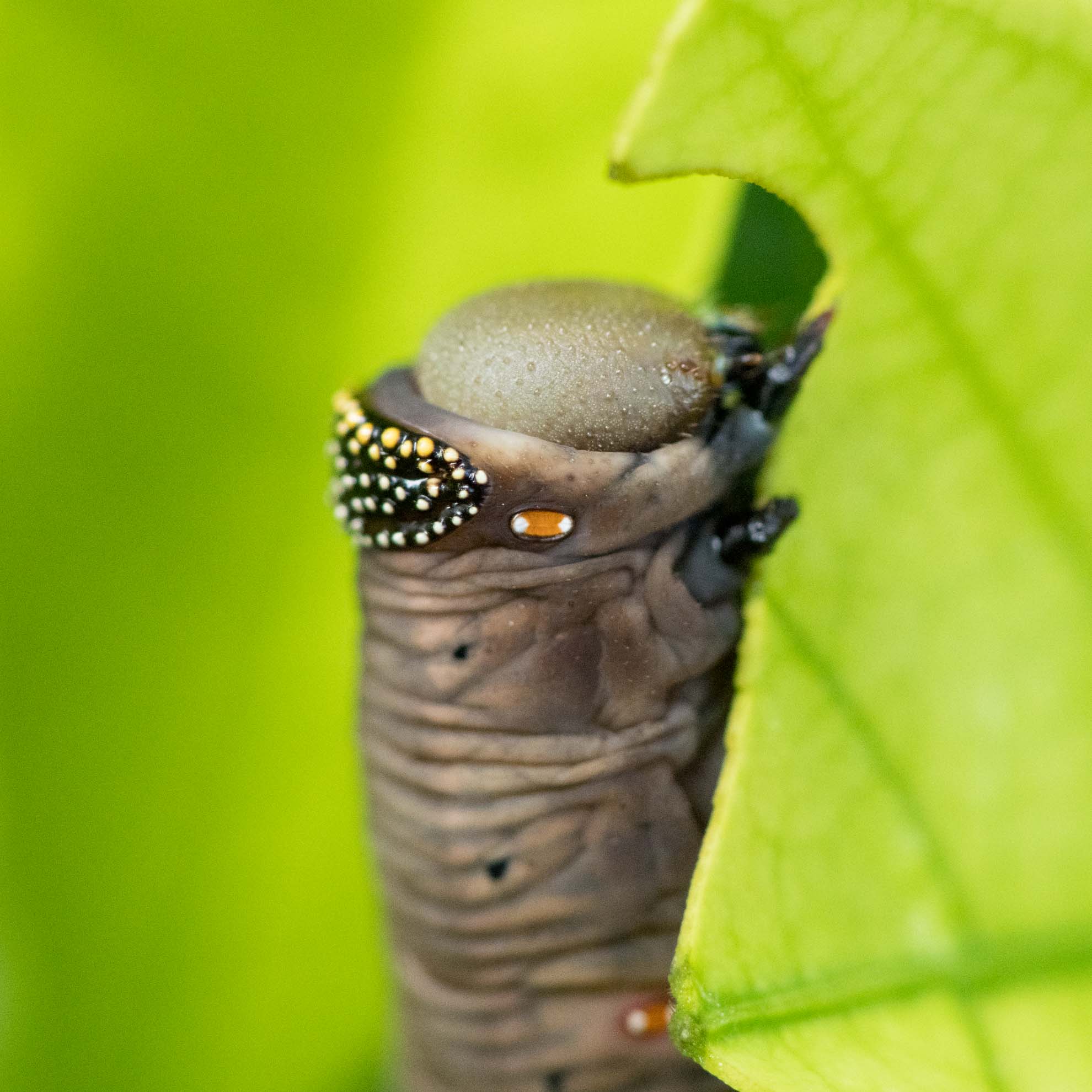 オオスカシバの幼虫の褐色型