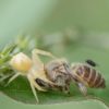 アズチグモのメスとニホンミツバチ