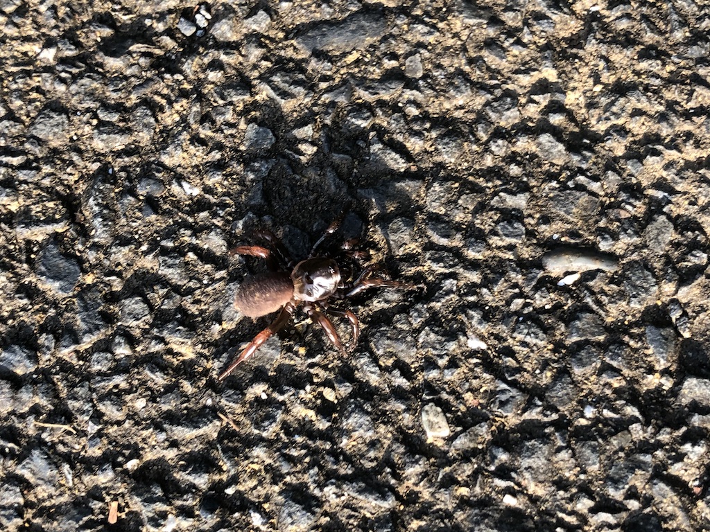 【不明】茶色っぽい蜘蛛