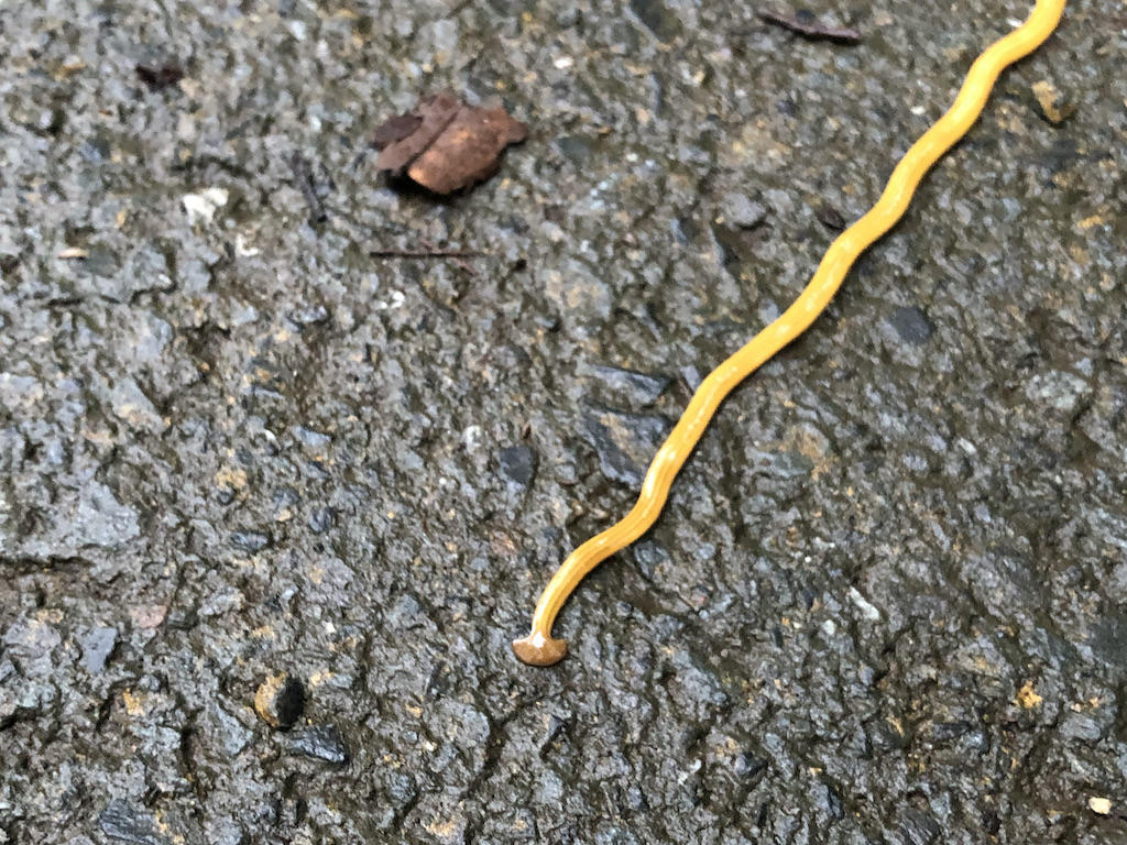 オオミスジコウガイビル 〜黄色で靴紐のような奇妙な生物〜
